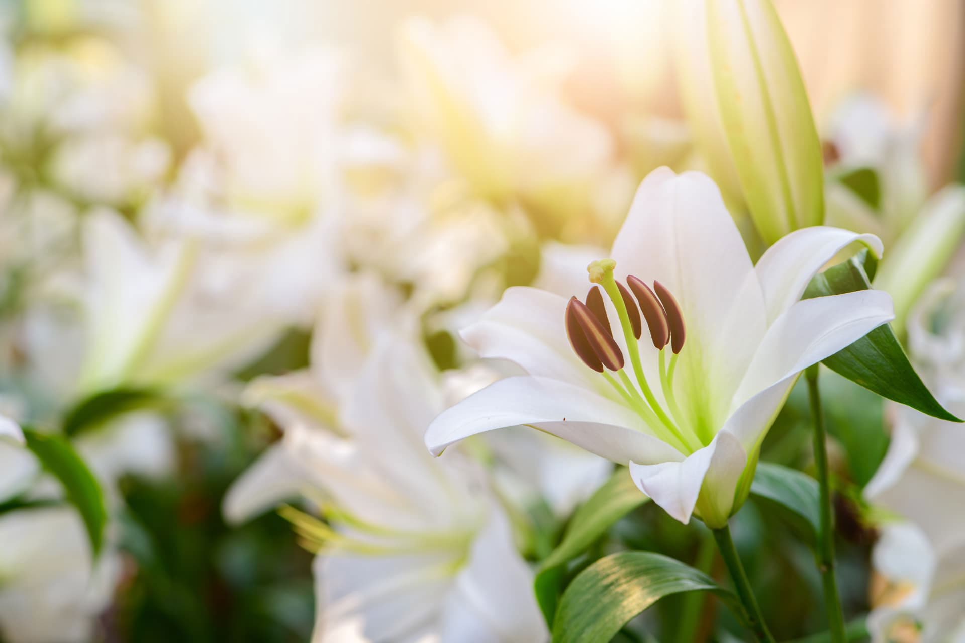 Lirios, tu floristería en Verín